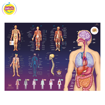 پوستر آموزشی آناتومی بدن انسان برند آموزشی اندیشه کهن
