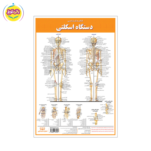 لوازم آموزشی کالبد شناسی اسکلتی برند آموزشی اندیشه کهن