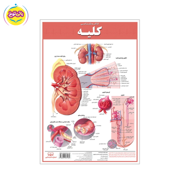 لوازم آموزشی کالبد شناسی کليه برند آموزشی اندیشه کهن